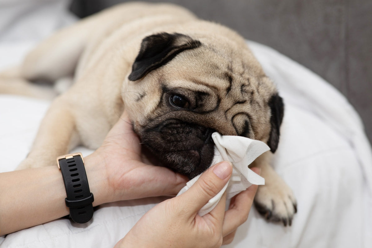 100un Lenço Umedecido Pet Cães e Gatos Banho a Seco